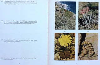 Succulents in the Veld - Rolf Rawe - Hardcover