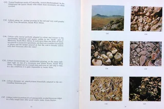 Succulents in the Veld - Rolf Rawe - Hardcover