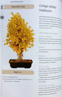 Sukses met Bonsai - David Squire - Kweek eksotiese miniatuurbome in jou huis