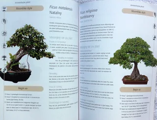 Sukses met Bonsai - David Squire - Kweek eksotiese miniatuurbome in jou huis
