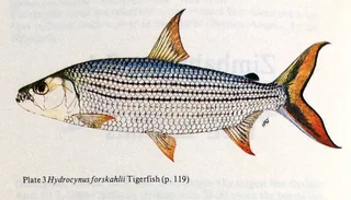 The Fishes of Zimbabwe - Graham Bell-Cross and John Minshull