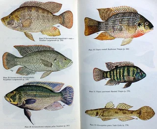 The Fishes of Zimbabwe - Graham Bell-Cross and John Minshull