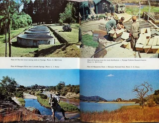 The Fishes of Zimbabwe - Graham Bell-Cross and John Minshull