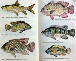 The Fishes of Zimbabwe - Graham Bell-Cross and John Minshull