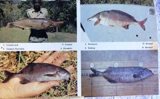 Fishes of Kariba - Dale Kenmuir