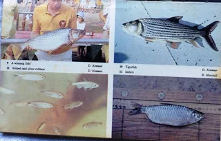 Fishes of Kariba - Dale Kenmuir