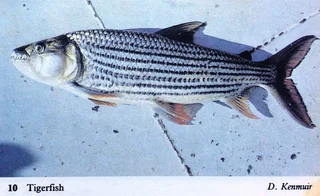 Fishes of Kariba - Dale Kenmuir