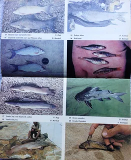 Fishes of Kariba - Dale Kenmuir
