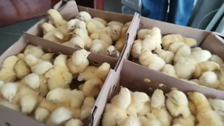 WChicken - Broilers and Hy-line Day Old Chicks and Fertile Eggs