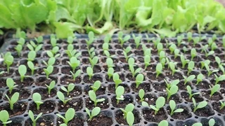 Seedlings Plants