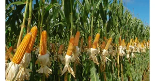 Butternut, Cucumbers and Okra Seeds Supply