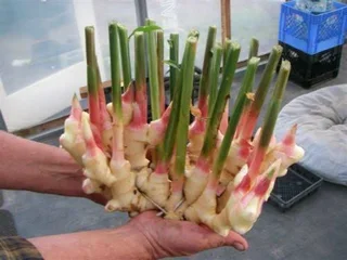 Ginger Rhizomes / Seeds