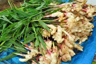 GINGER RHIZOMES / SEEDS