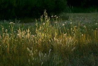 Weed Killers / Herbicides