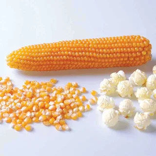Popcorn Maize