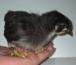 Chicks Available (Chickens and Quail)