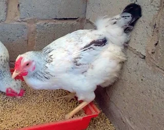 Lovely Garden Hens Available