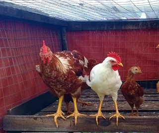 Chicks  12 weeks old (Koekoek and Venda chickens)