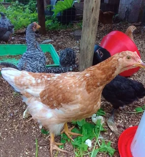 Chicks  12 weeks old (Koekoek and Venda chickens)