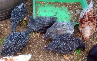Chicks  12 weeks old (Koekoek and Venda chickens)