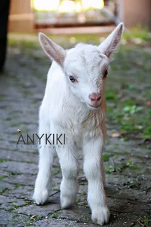 Bottle-fed Dairy Goat Rams - R1000 Each, Caledon.