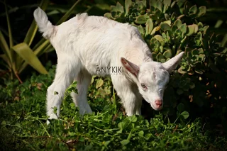 Bottle-fed DAIRY GOAT RAMS - R1000 each, Caledon.
