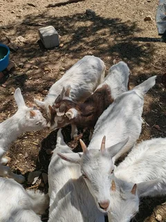 Bottle-fed DAIRY GOAT RAMS - R1000 each, Caledon.