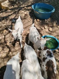 Bottle-fed DAIRY GOAT RAMS - R1000 each, Caledon.