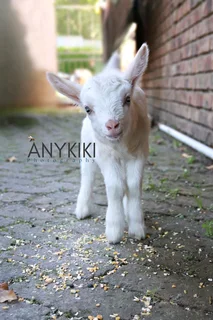 Bottle-fed DAIRY GOAT RAMS - R1000 each, Caledon.