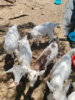 Bottle-fed DAIRY GOAT RAMS - R1000 each, Caledon.