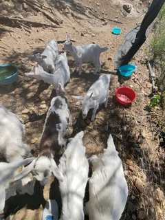 Bottle-fed DAIRY GOAT RAMS - R1000 each, Caledon.