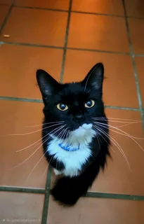 Cat looking for a loving home