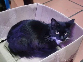 Cat looking for a loving home