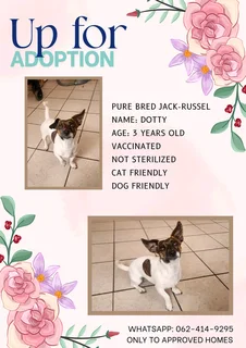 Jack Russel looking for home