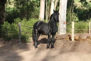 Friesian Gelding