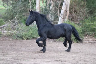 Friesian Gelding