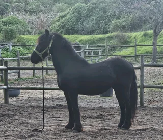 Friesian Gelding