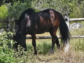 Friesian Gelding