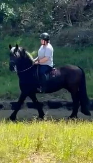 Friesian Gelding