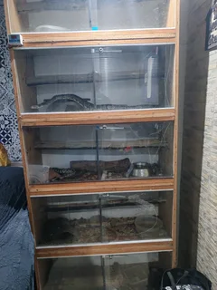 X4 Snakes and enclosure for sale