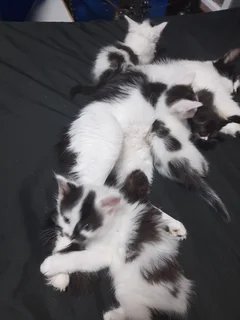Main Coon kittens for sale