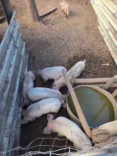 Piglets - Ad posted by Jennifer Craigie