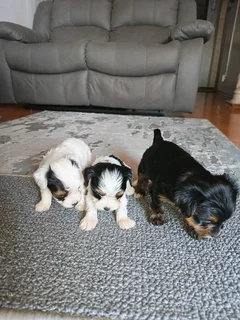 Beautiful Yorkie puppies
