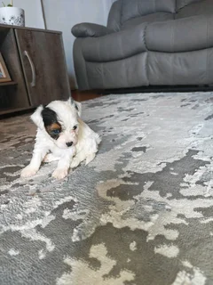 Beautiful Yorkie puppies