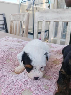 Beautiful Yorkie puppies