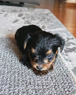 Beautiful Yorkie puppies