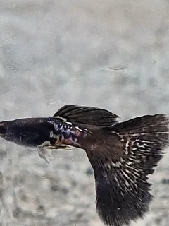 Black Metal Lace Snakeskin Guppies