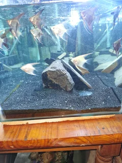 Angels - Ad Posted By Seelan Naidoo