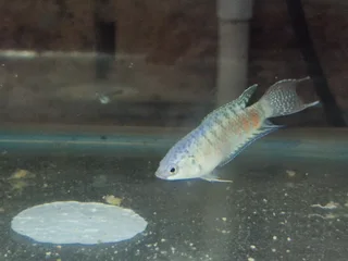 Paradise Gouramis