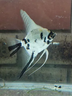 Angel Fish
